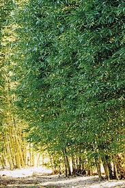 Bamboo Oldhamii 24" Box []
